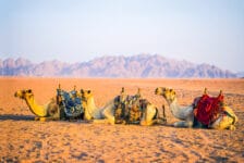 Vrouw klaagt TripAdvisor aan na val van kameel