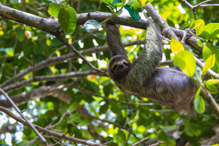 Steeds meer Nederlanders naar Costa Rica