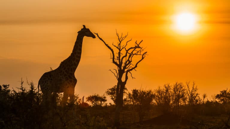 Zuid-Afrika: inreisverbod geldt niet voor Nederland