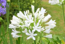 Piet Kuijs (oprichter Zonvaart Reizen) overleden