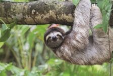 Costa Rica geeft update in webinar