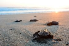 TUI lanceert nieuw concept: eerlijk op vakantie met Fair Travel