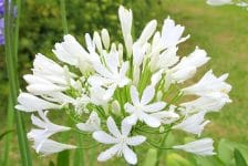 Peter Wagemakers (Trans River Line) onverwacht overleden