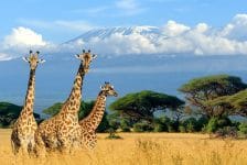 ANVR: extra overleg voor Afrika-aanbieders