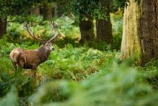 VisitBritain nodigt je uit voor het webinar ‘Sustainable Britain’