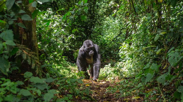 Rwanda