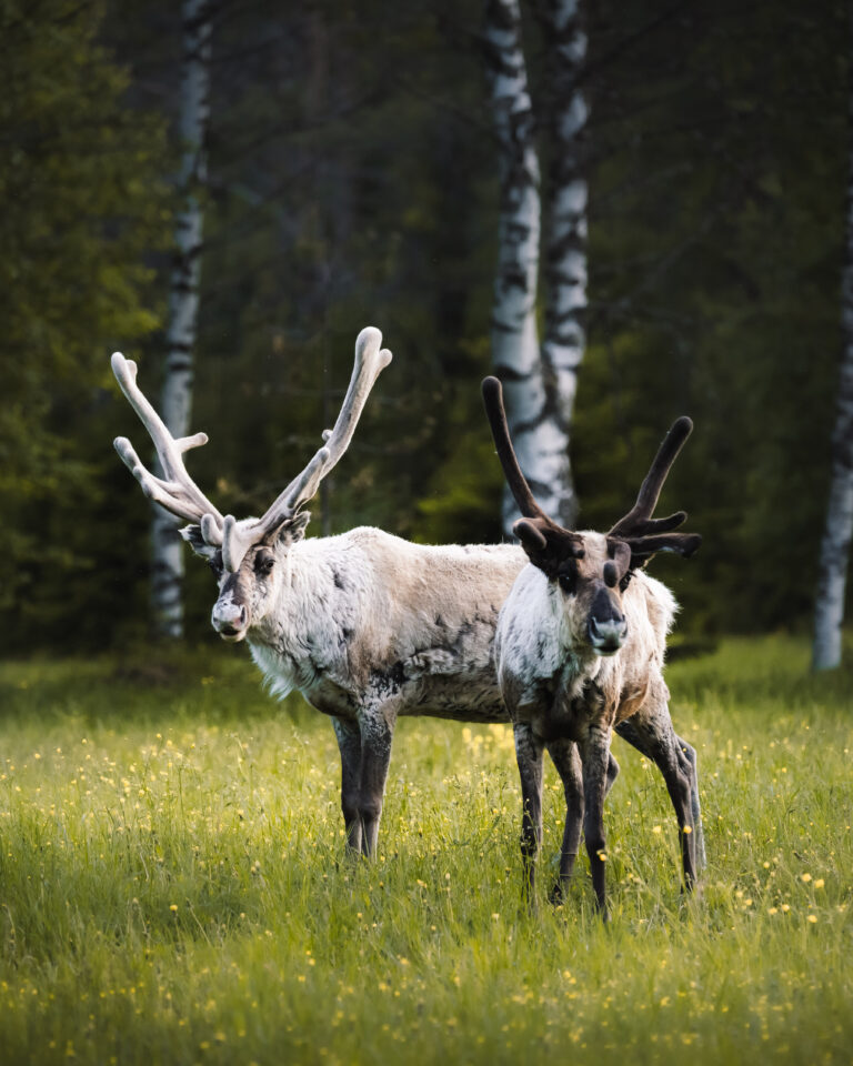 Get to know Finnish magic: Visit Finland Workshop in Amsterdam