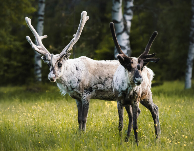 Maak kennis met de Finse magie: Visit Finland Workshop in Amsterdam