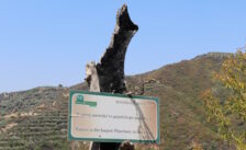 Calamity for Crete determined due to forest fires