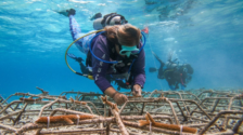 TUI Care Foundation start groot project voor herstel van Arubaans koraalrif